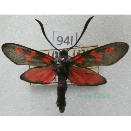 Zygaena angelicae Ochsenheimer, 1808 Czech94l